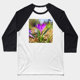 Purple Crocus Close Up Baseball T-Shirt